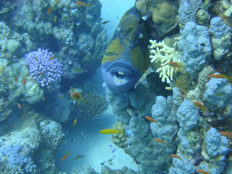 Korály pod vodou