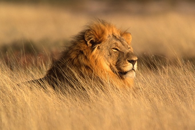 Lev v Namíbii Etosha park
