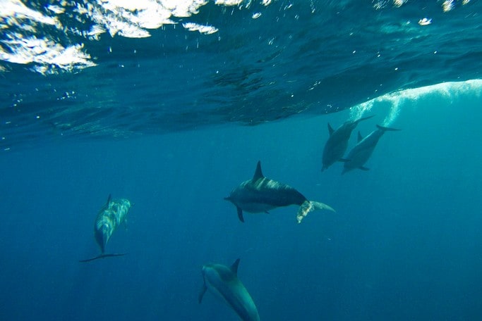 8. Delfíni u ostrova Fehendhoo, Goidhoo (Baa) atol, Maledivy