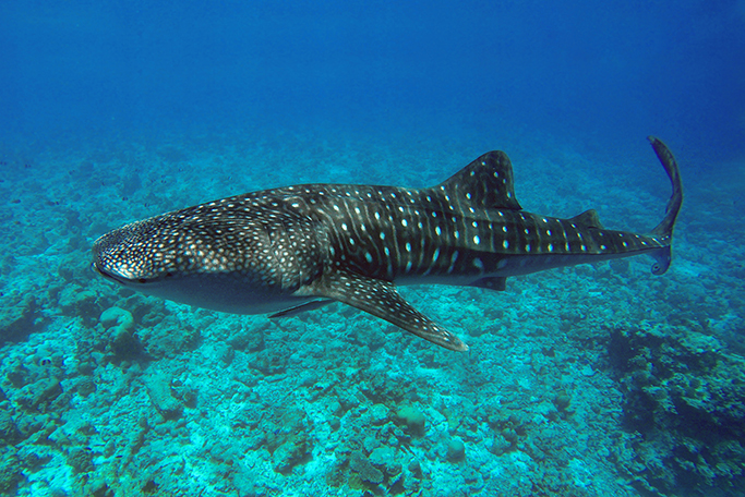Žralok obrovským u atolu Ari