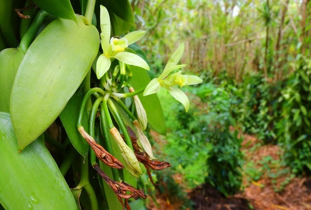 Exotický květ vanilky, ostrov Reúnion