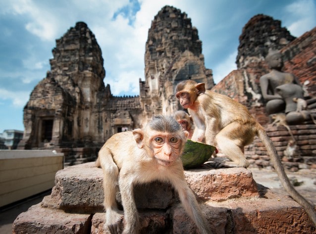 Lopburi - Thajsko. Opice a chrámy.