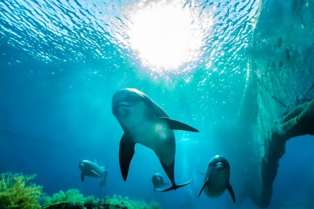 Plavání s delfíny v Eilatu, Rudé muře