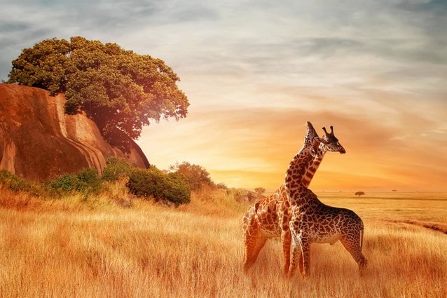 Step a žirafy v Africe