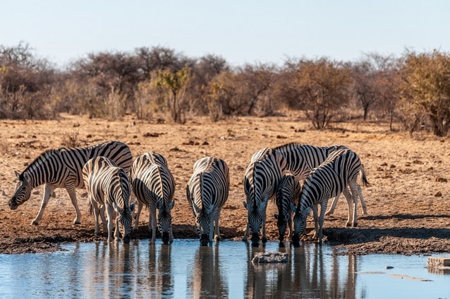 Zebry u napajedla v parku Etosha, Namibie, Afrika