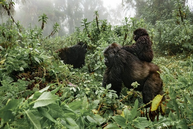 Pozorování goril ve Rwandě