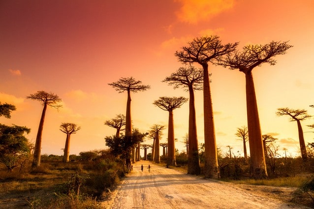Alej baobabů - Madagaskar