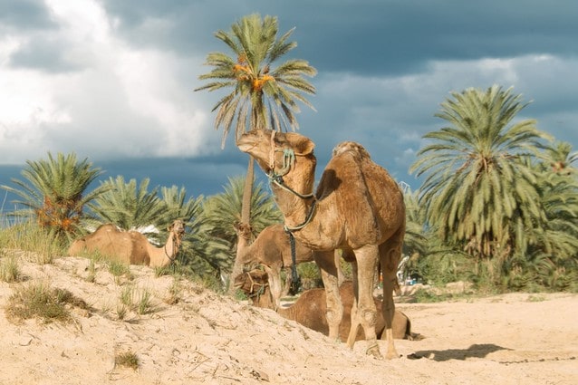 Djerba - velbloudi