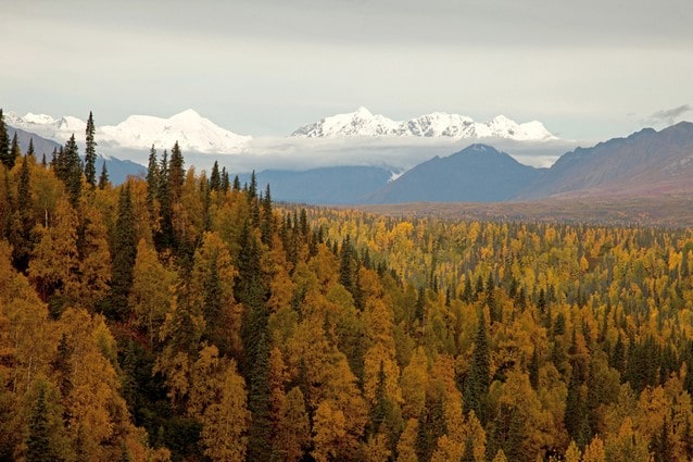 Park Denali na Aljašce