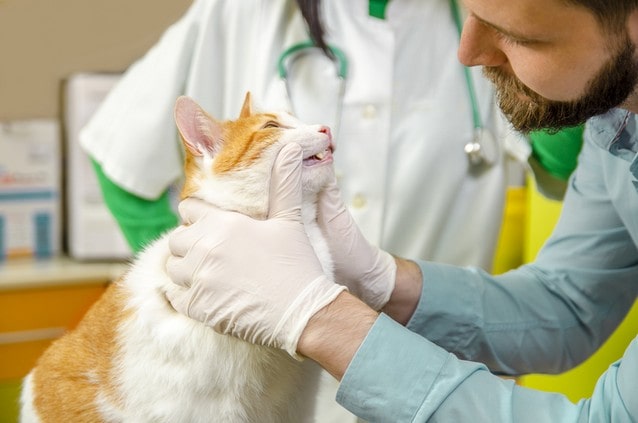 Kočka u veterináře