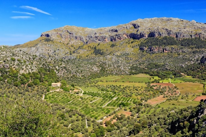 Mallorka hory a olivovníkový sad 