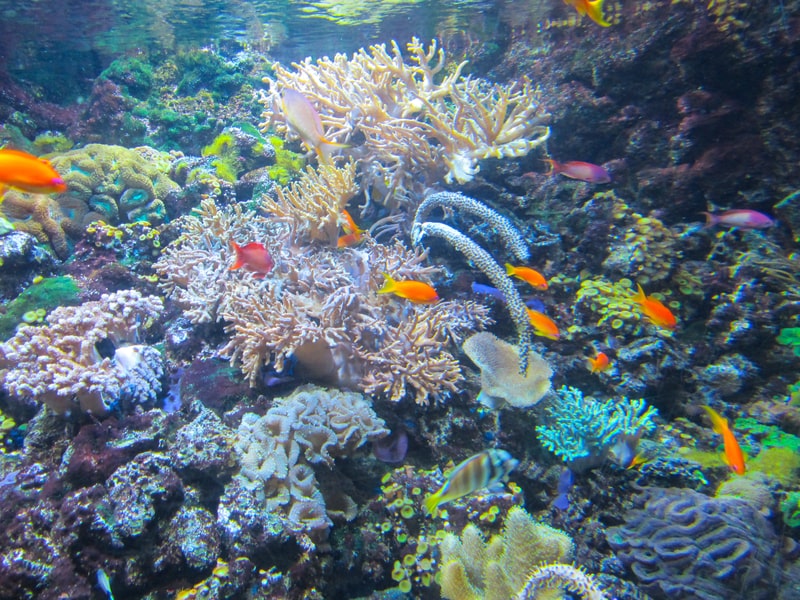 Barevné korály v Rudém moři
