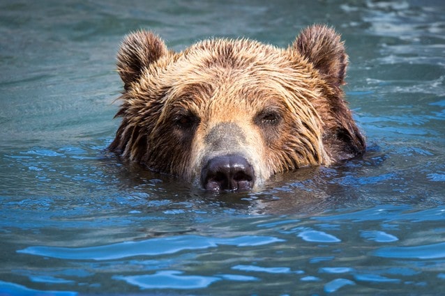 Medvěd v řece
