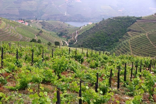 Portugalské vinice nad řekou Douro