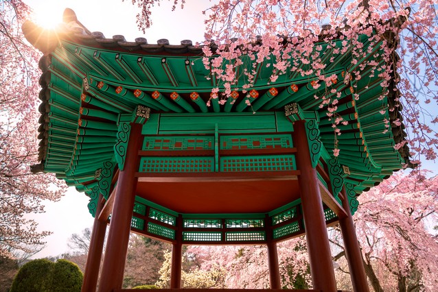 Seoul, Jižní Korea, chrám a kvetoucí třešně