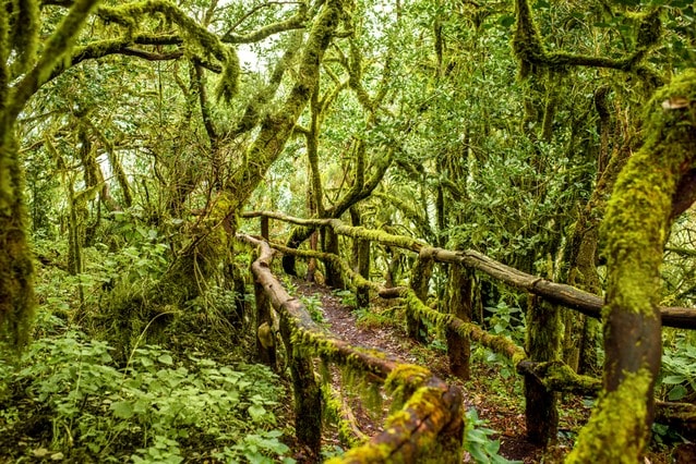 Vavřínové lesy Garajonay Kanárské ostrovy La Gomera
