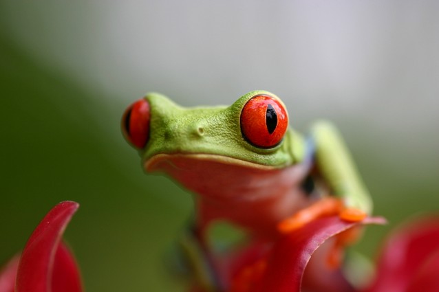 Červenooká žabka v pralese, Kostarika
