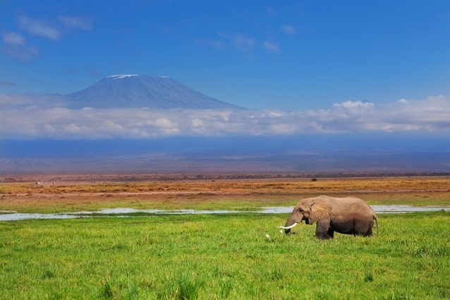 Slon africký pod Kilimanžárem