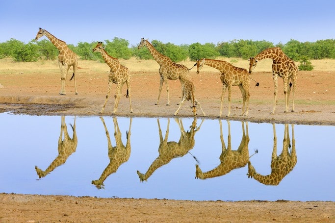 Žirafy v Etosha parku v Namíbii - zrcadlový odraz ve vodě