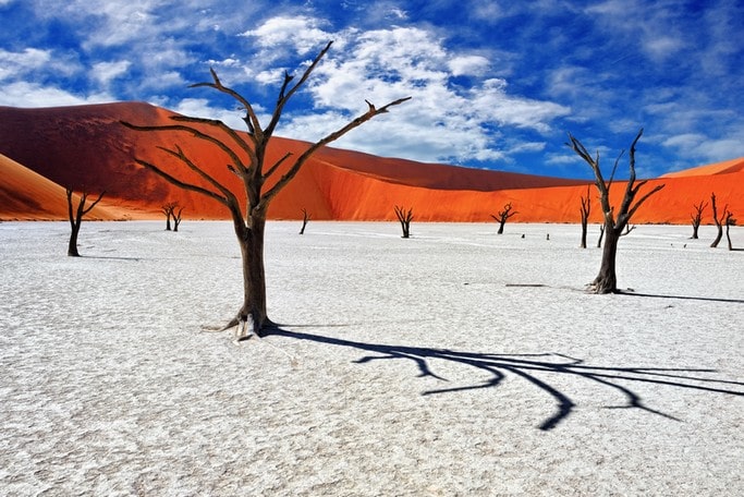 Poušť Sossusvlei Namibia suché stromy oproti červeným dunám