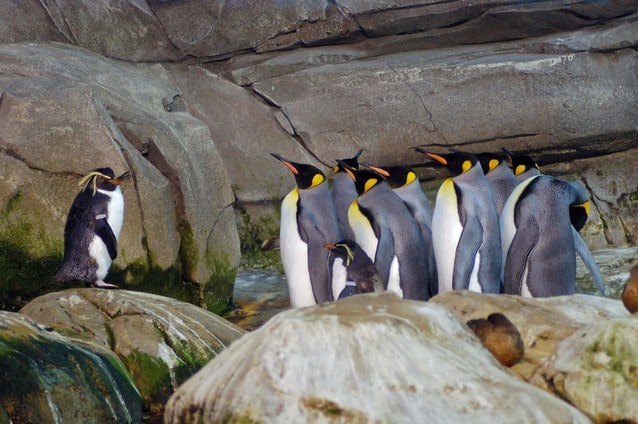 Tučňáci v berlínské zoo