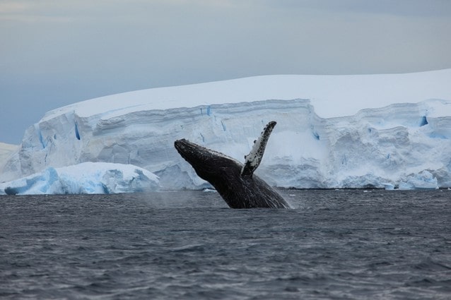 Velryba v mrazivých vodách severního moře