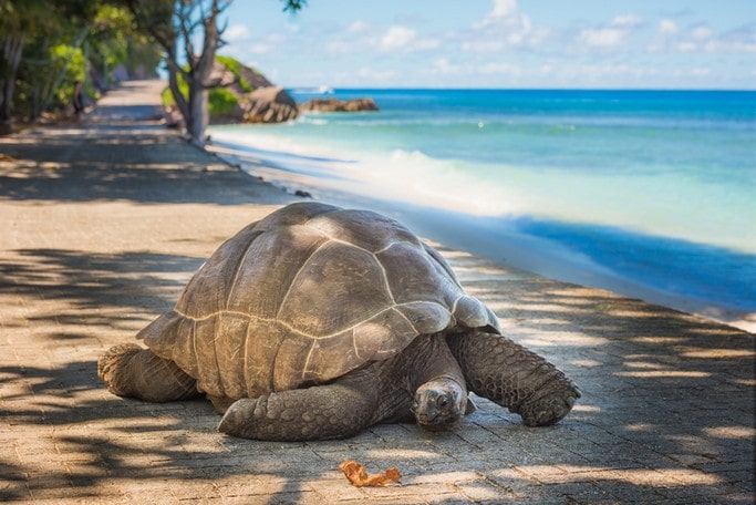 Obrovská korytnačka na Seychelách