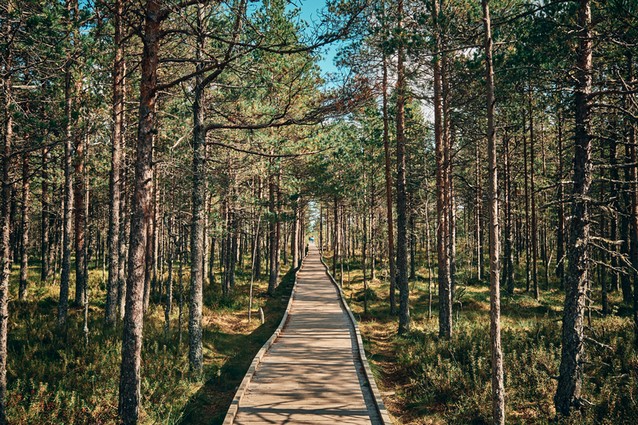 Estonsko, národní park Lahemaa - stezka mokřady Viru Bog