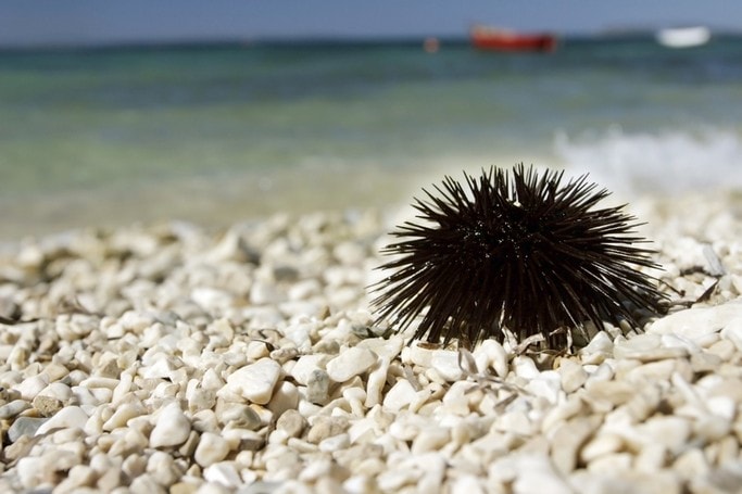 Mořský ježek na dovolené může být nebezpečný