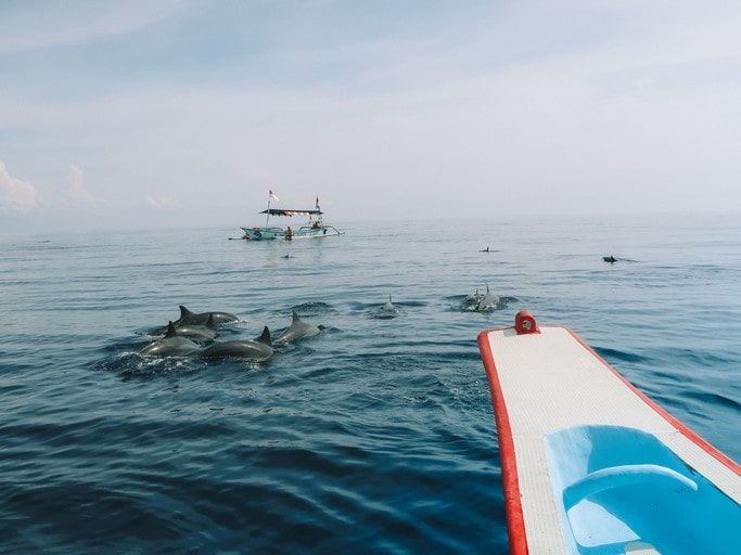Pozorování koupání s delfíny na Bali