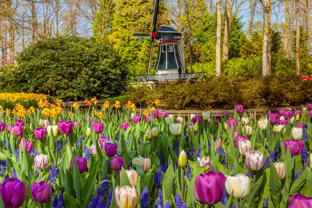 Holandské tulipány KeukenHof