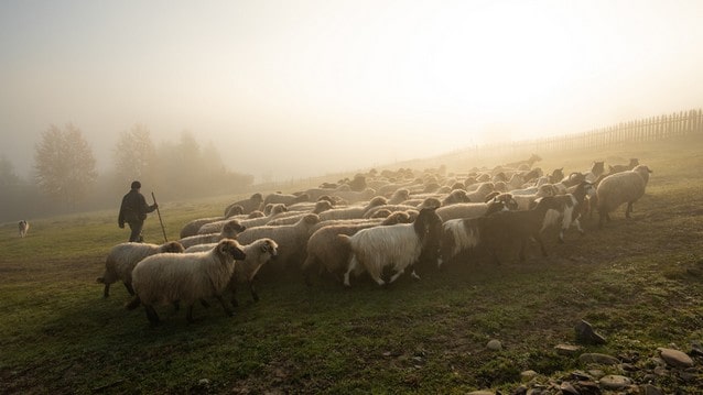 Stádo ovcí v Rumunsku v mlze