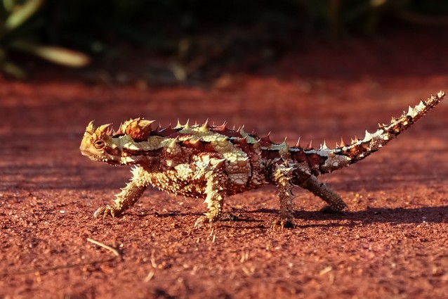 Austrálie: jsou legendy o Uluru pravdivé? 04