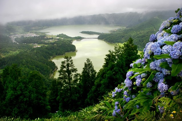 Hortenzie na Azorech