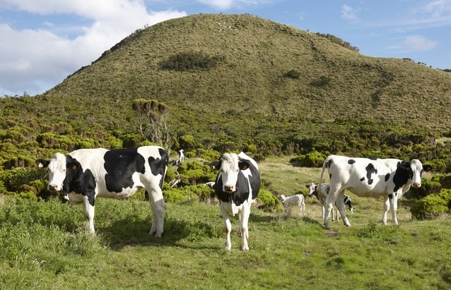 Volně žijící krávy na Azorech