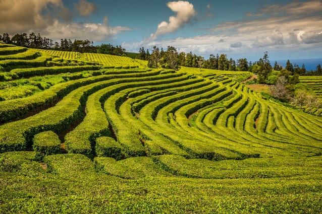 Gorreana, čajová plantáž