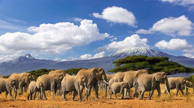 Sloni a Kilimandžáro